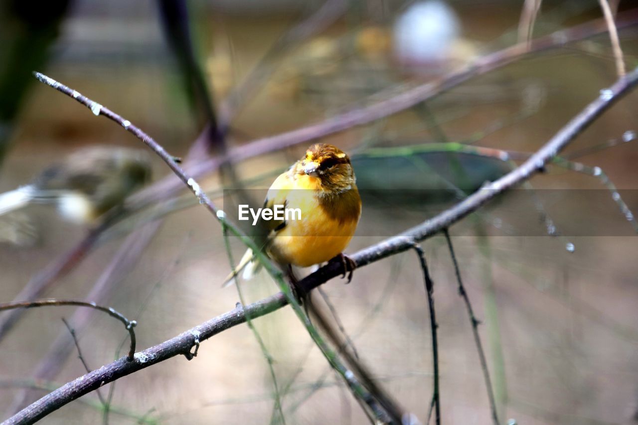 Close-up of bird perching on branch