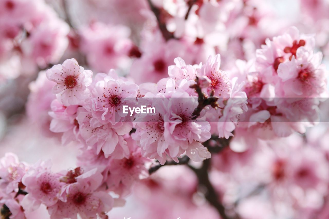 Close-up of pink flowers