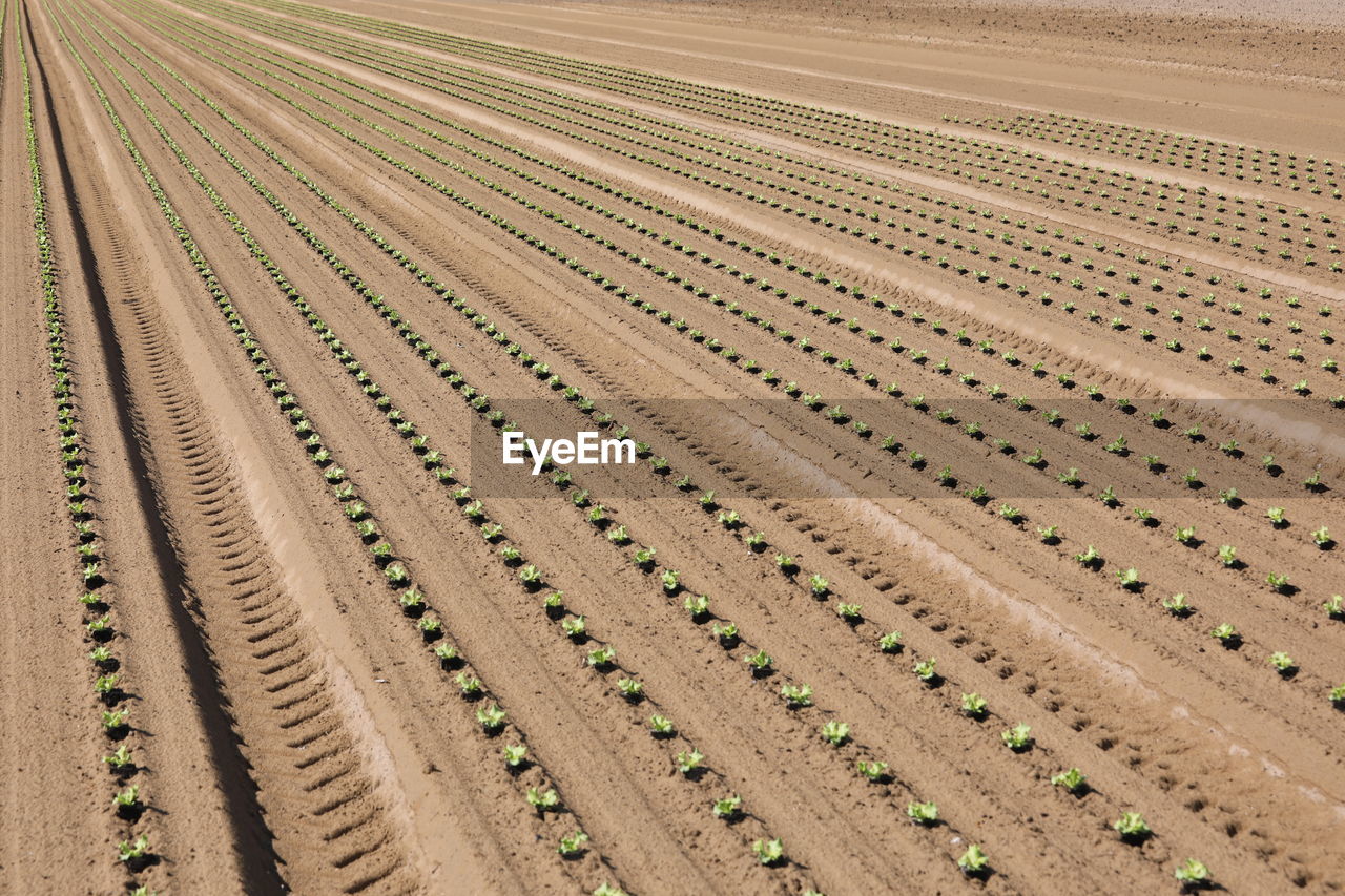 HIGH ANGLE VIEW OF AGRICULTURAL FIELD AGAINST SKY