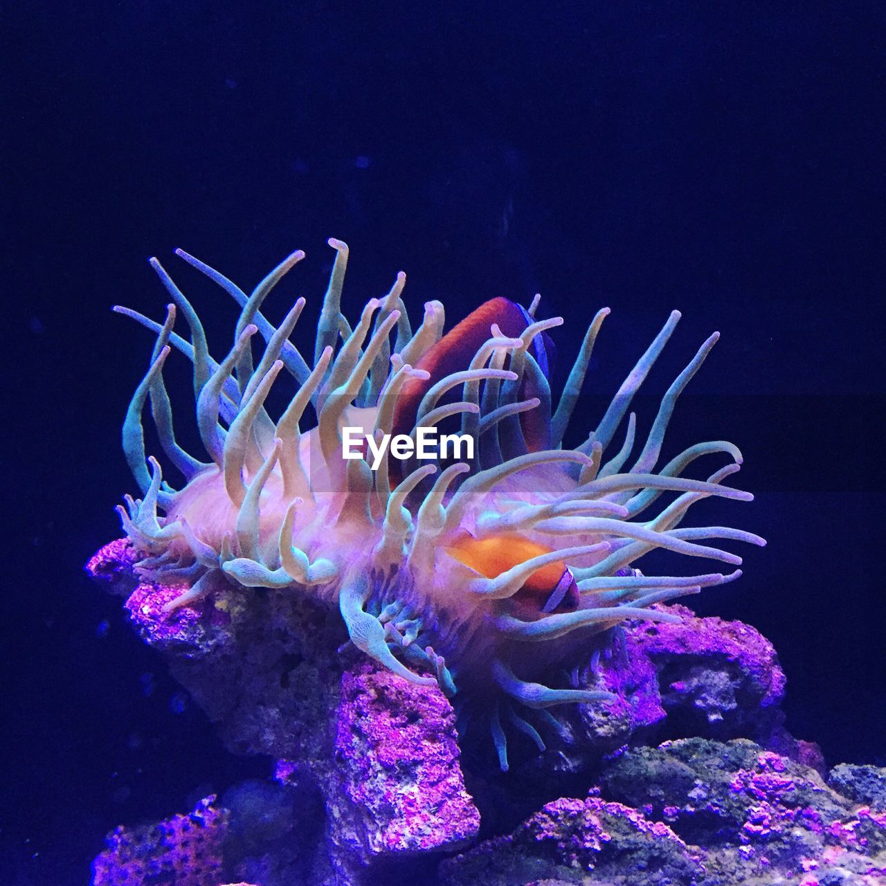 CLOSE-UP OF FISH UNDERWATER