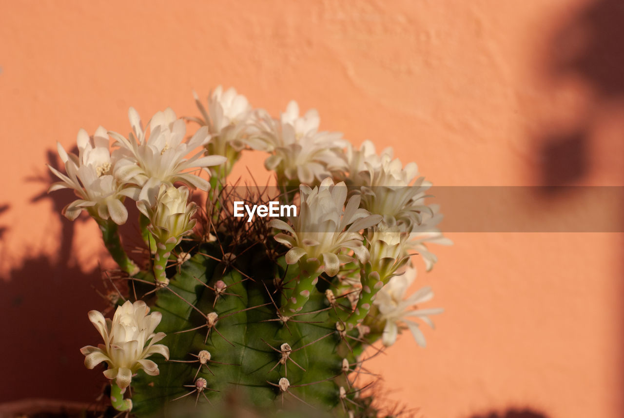 CLOSE-UP OF FLOWERING PLANTS