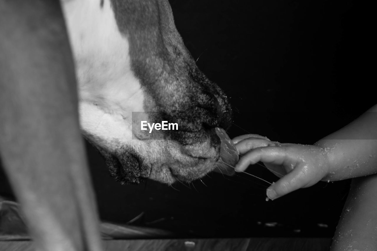 Close-up of dog licking baby hand