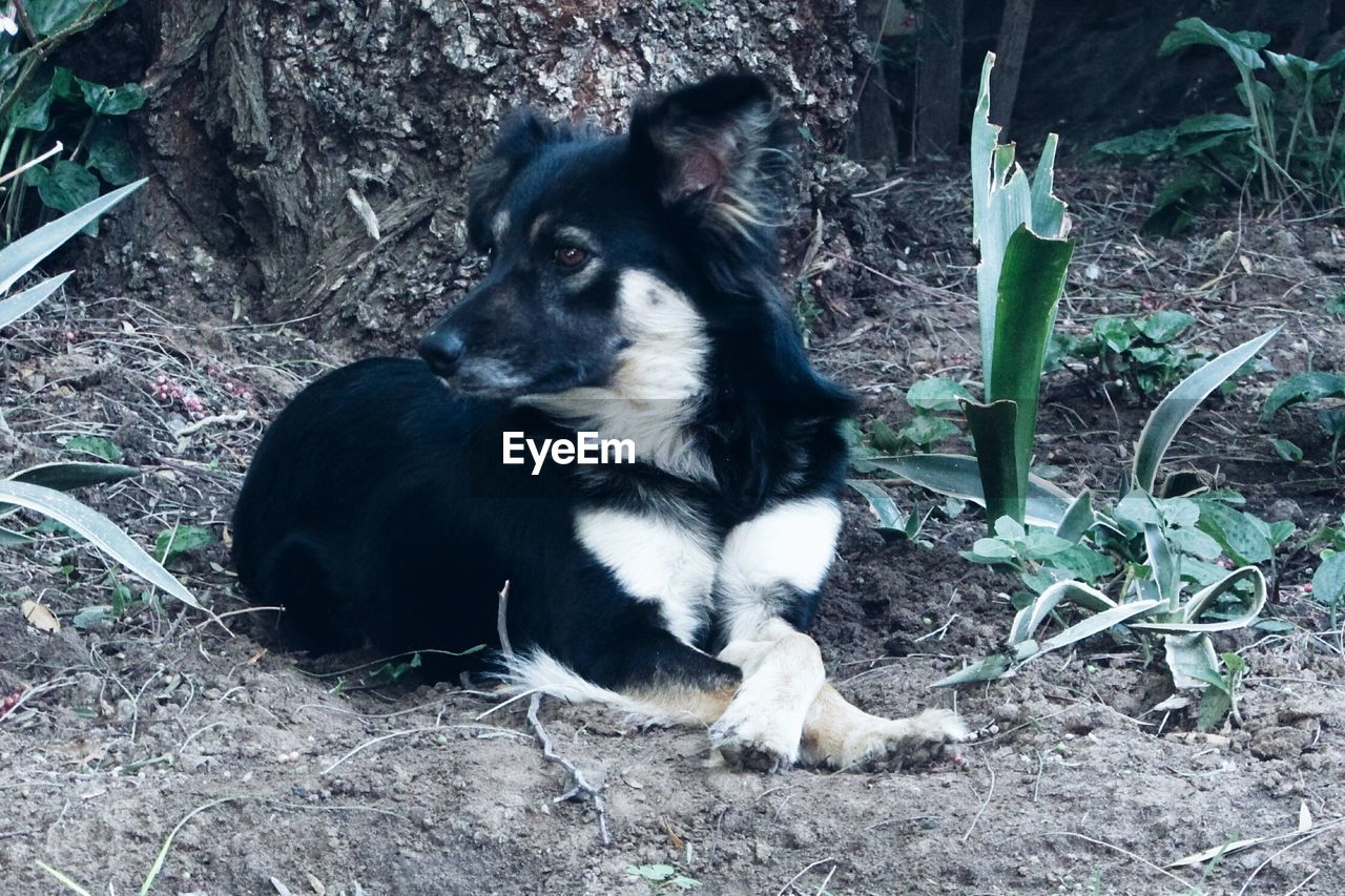 CLOSE-UP OF BLACK DOG SITTING ON GRASS