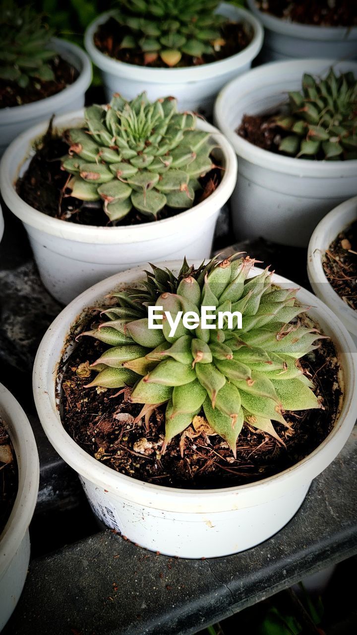 HIGH ANGLE VIEW OF POTTED PLANT IN POT