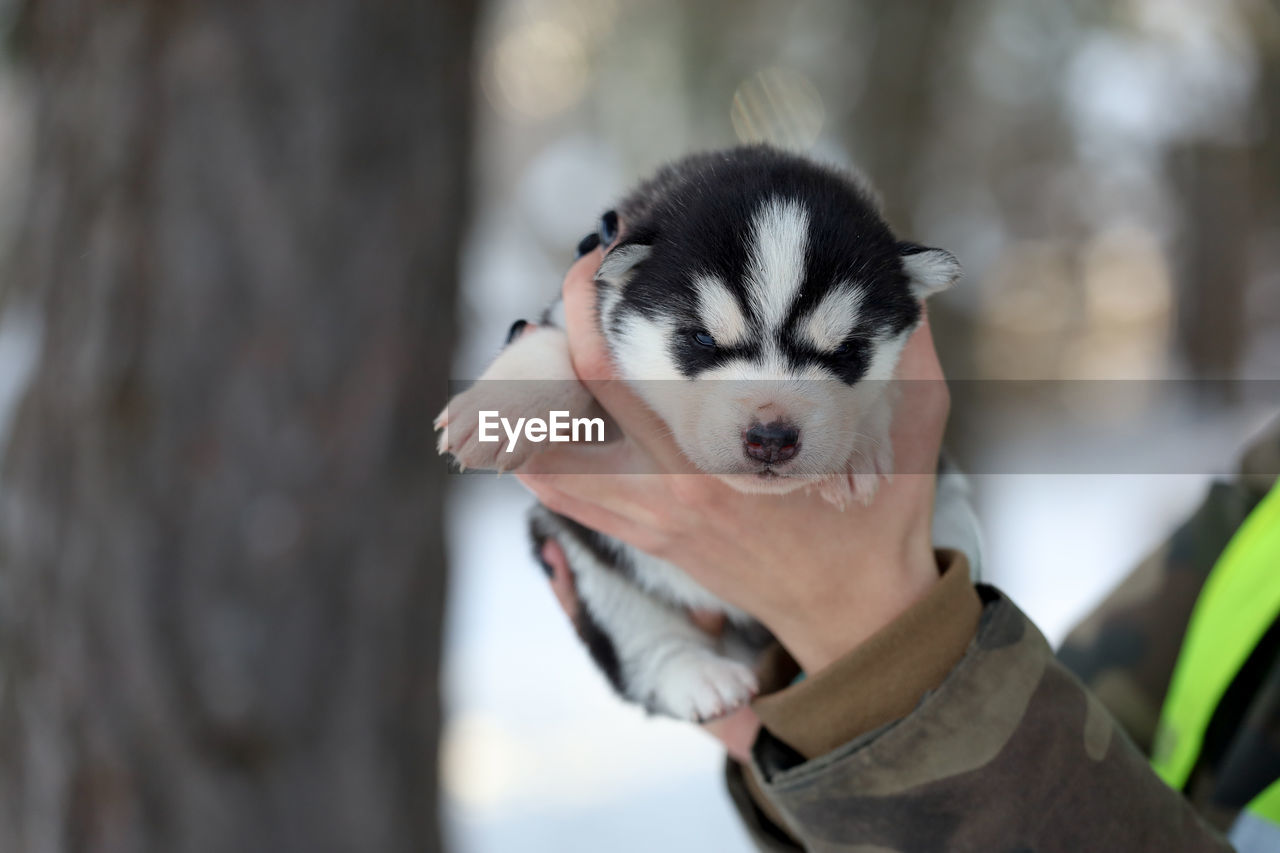 animal themes, animal, one animal, mammal, pet, dog, domestic animals, canine, siberian husky, portrait, focus on foreground, young animal, cute, day, outdoors, no people