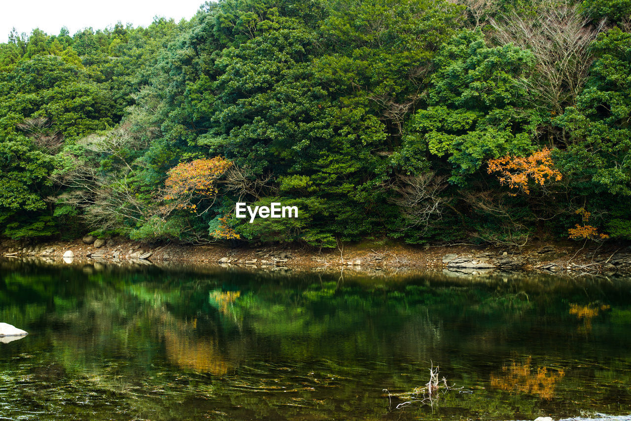 Scenic view of lake in forest