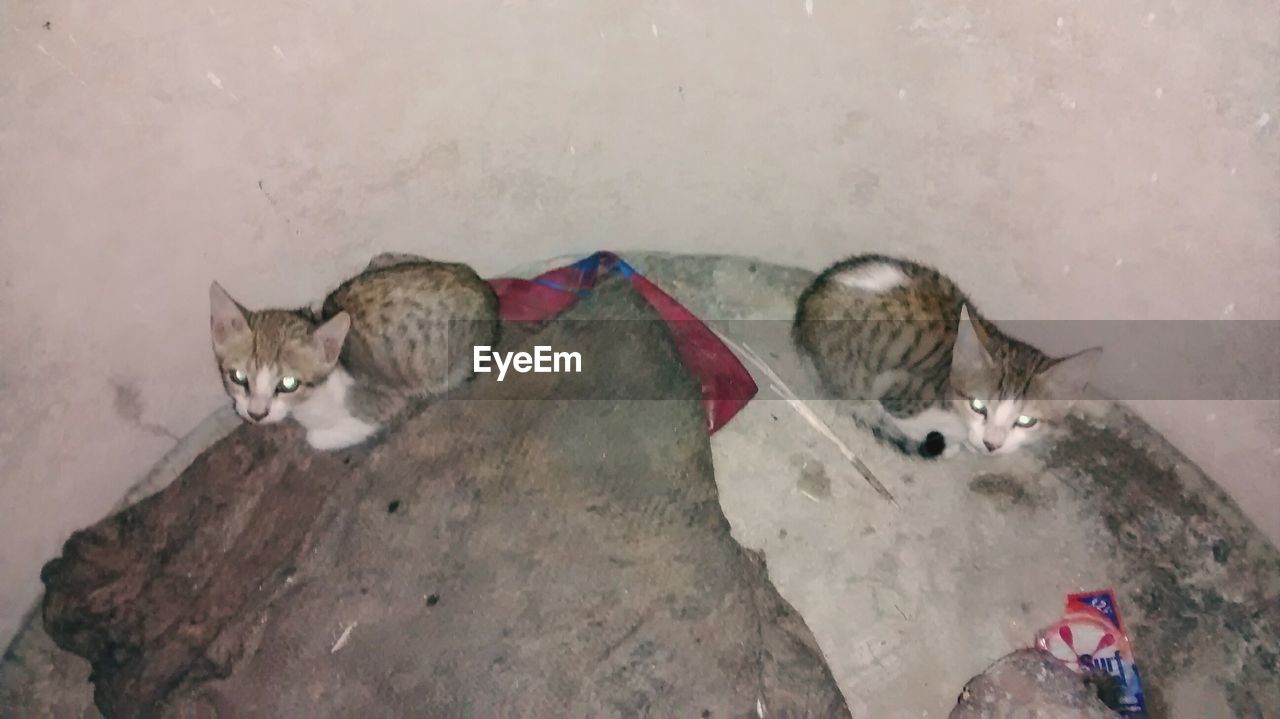 CAT LYING ON TILED FLOOR