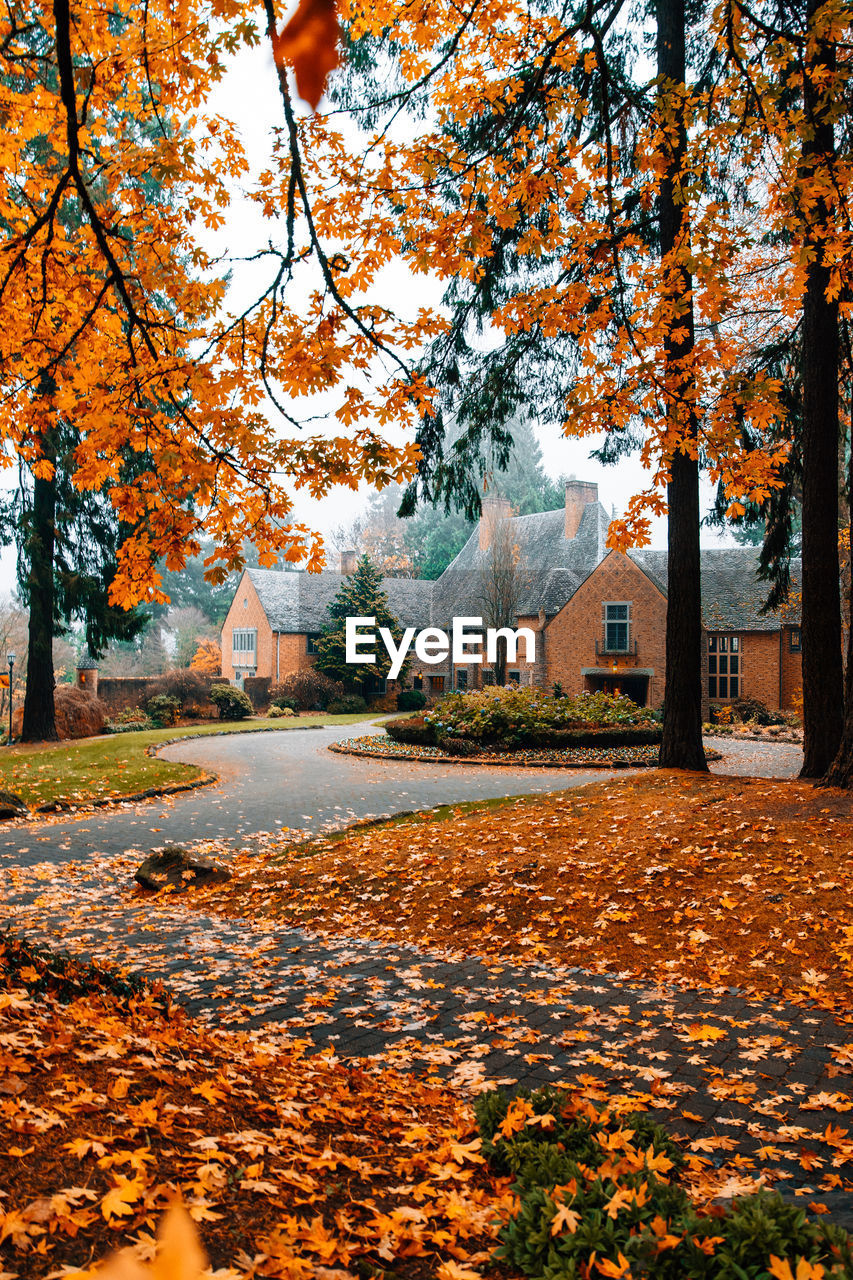 AUTUMN LEAVES ON TREE BY BUILDING DURING RAINY SEASON