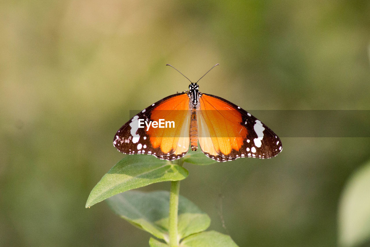 Close-up of butterfly on flower