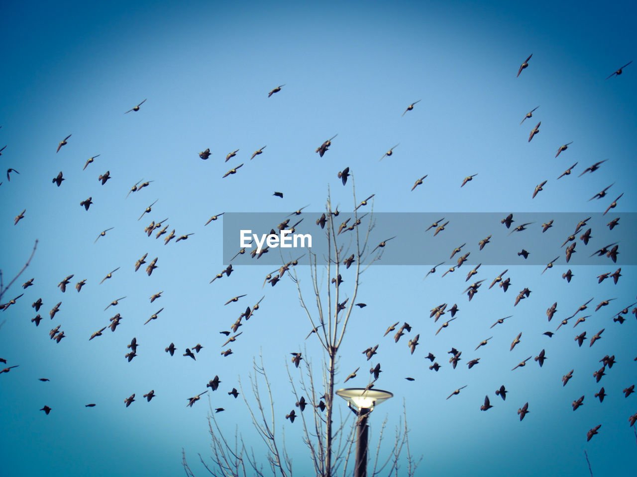 Low angle view of birds flying in the sky