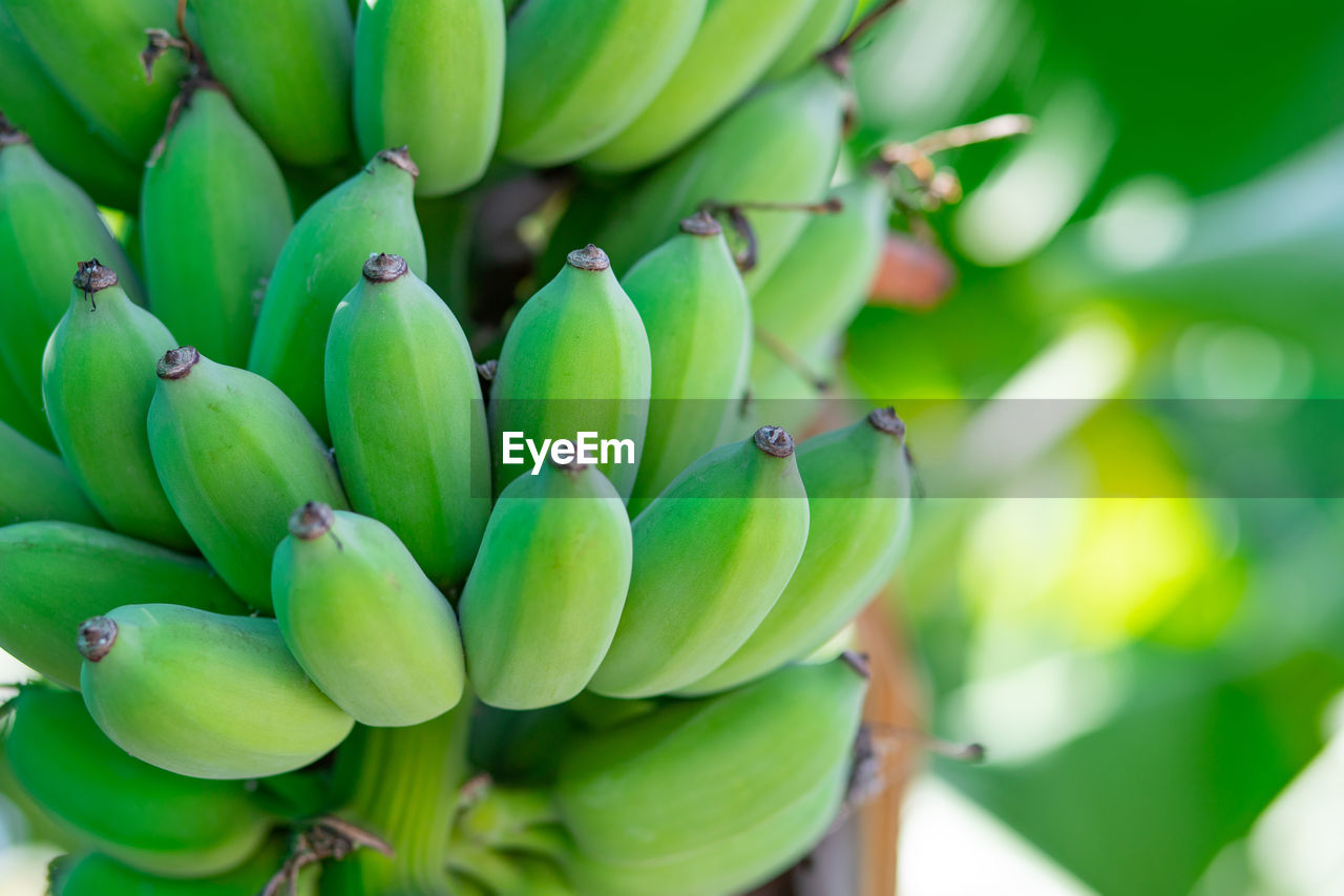 Fresh green raw banana on tree