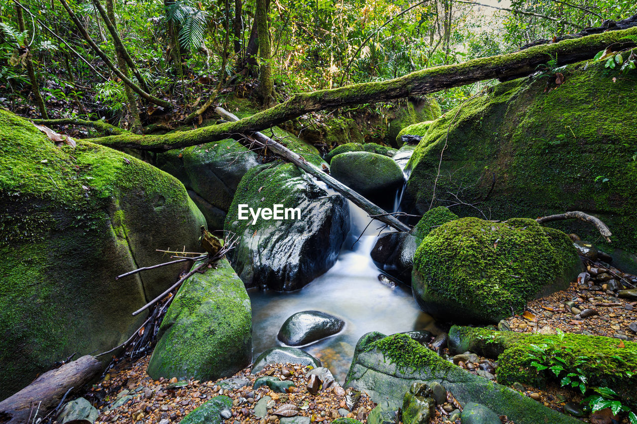 PLANTS GROWING ON ROCKS IN FOREST