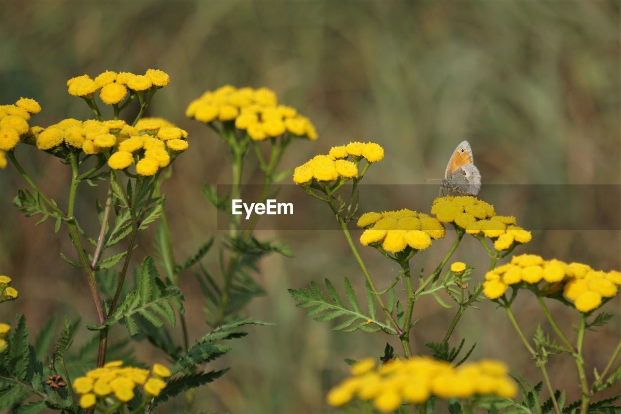 Yellow flowers on plant