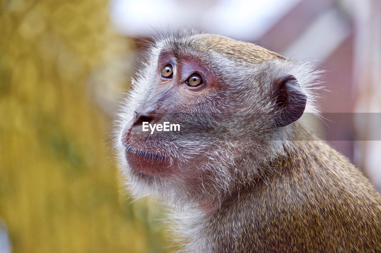 Close-up of monkey