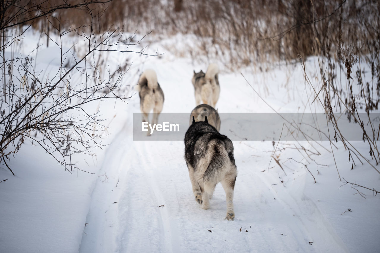 Dog standing on snow covered land