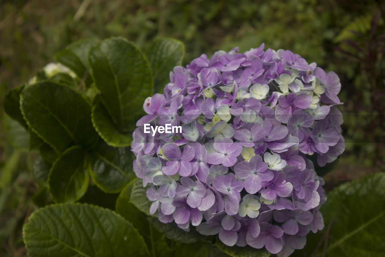 CLOSE-UP OF FRESH PURPLE FLOWERS