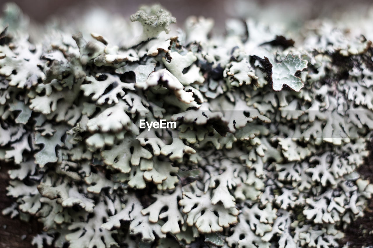 CLOSE-UP OF MUSHROOM GROWING ON PLANT