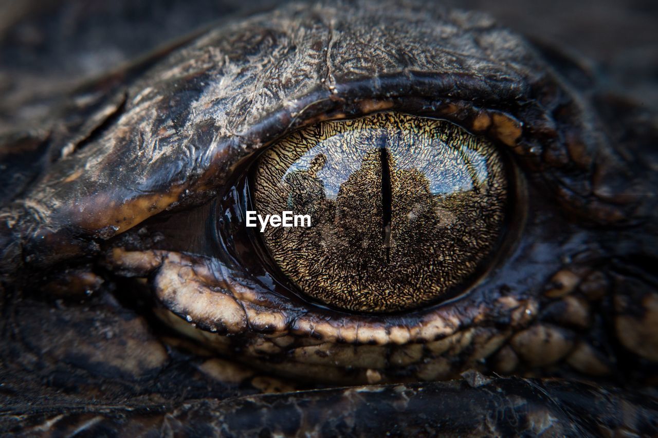 Close-up of crocodile eye