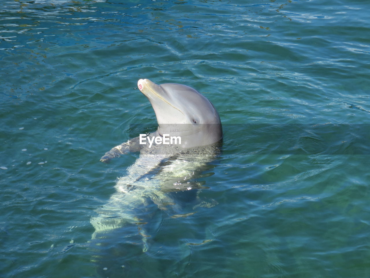 High angle view of dolphin in sea