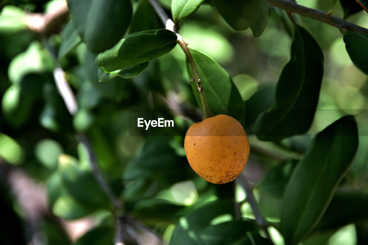 Close-up of orange fruit on tree