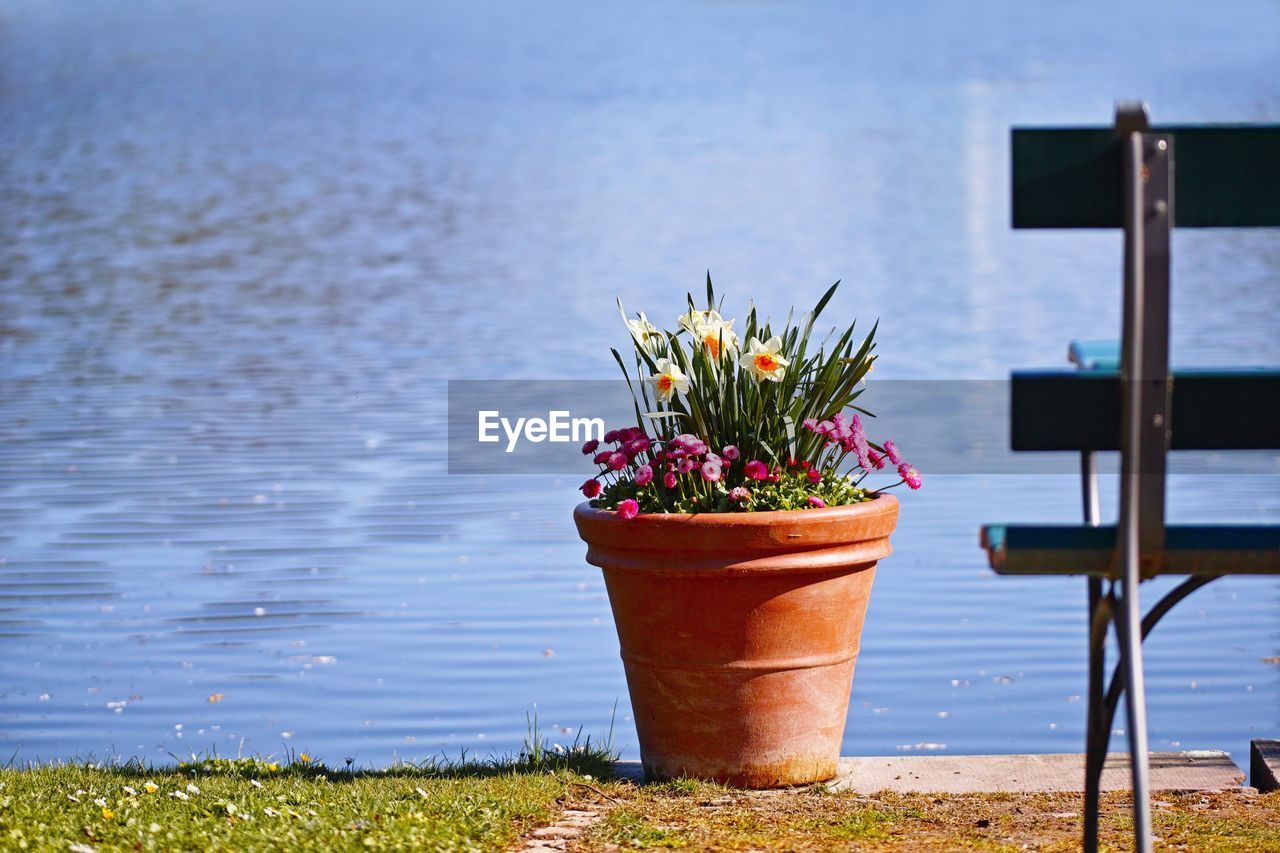 Potted plant in lake