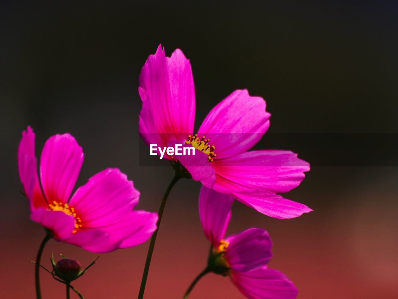 CLOSE-UP OF PINK COSMOS