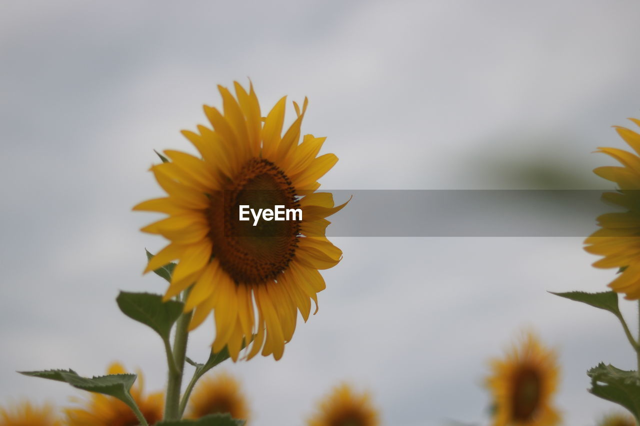 flower, plant, flowering plant, yellow, sunflower, freshness, beauty in nature, flower head, nature, growth, petal, inflorescence, fragility, macro photography, close-up, sky, no people, field, landscape, plant stem, outdoors, rural scene, cloud, focus on foreground, botany, environment, pollen, blossom, springtime, land, summer, selective focus, wildflower, day, plant part, leaf