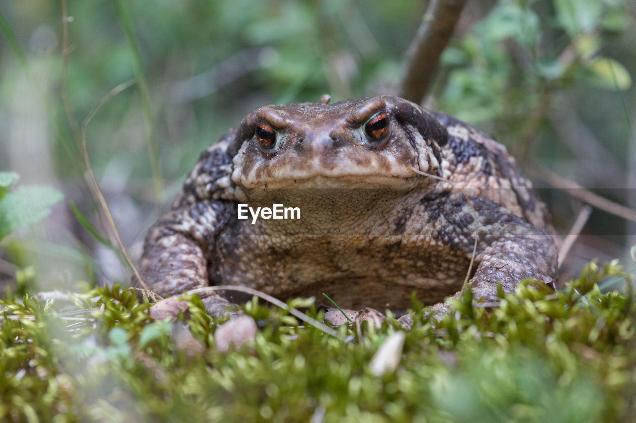 CLOSE-UP PORTRAIT OF A LIZARD