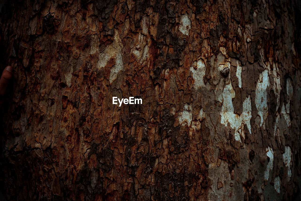 textured, backgrounds, wood, rough, formation, soil, no people, close-up, darkness, old, weathered, full frame, wall - building feature, pattern, brown, tree, damaged, cave, outdoors, rundown, architecture
