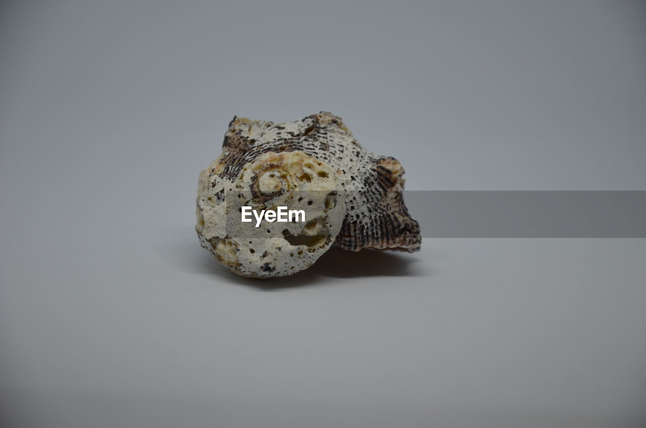 CLOSE-UP OF A TURTLE