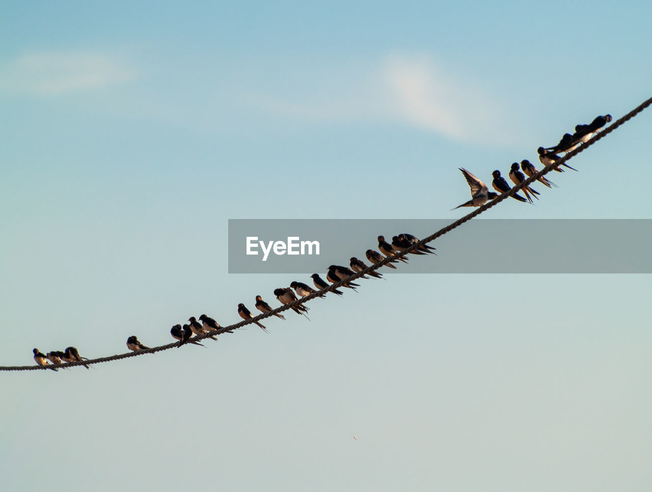 LOW ANGLE VIEW OF BIRDS PERCHING ON WIRE