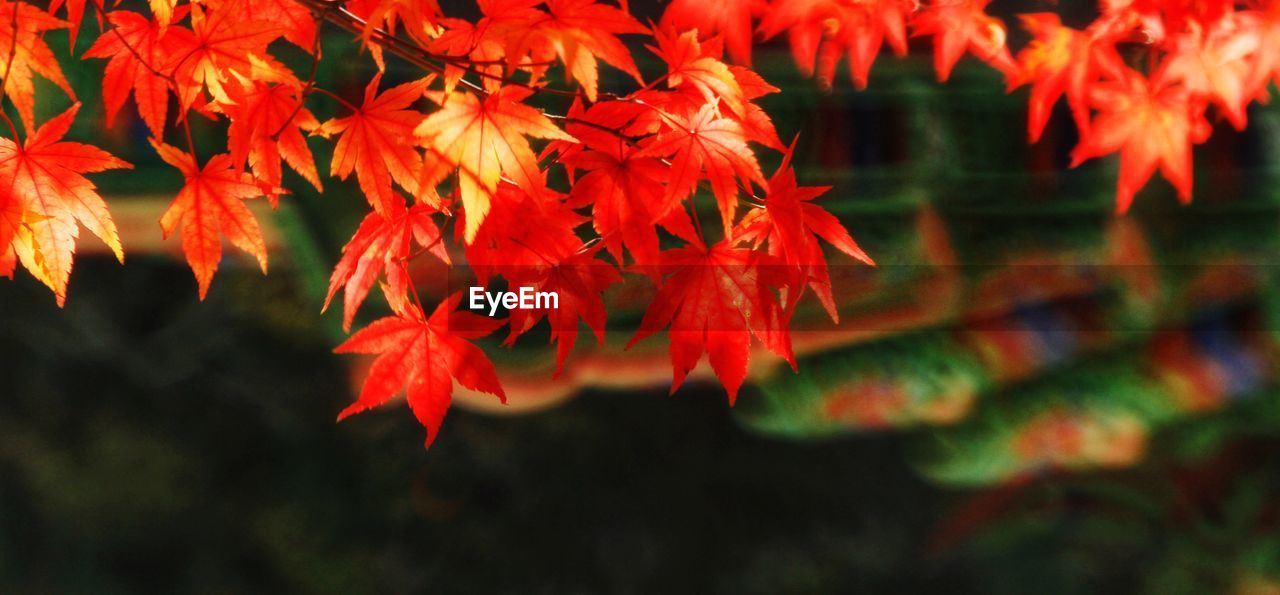 Close-up of red maple leaves