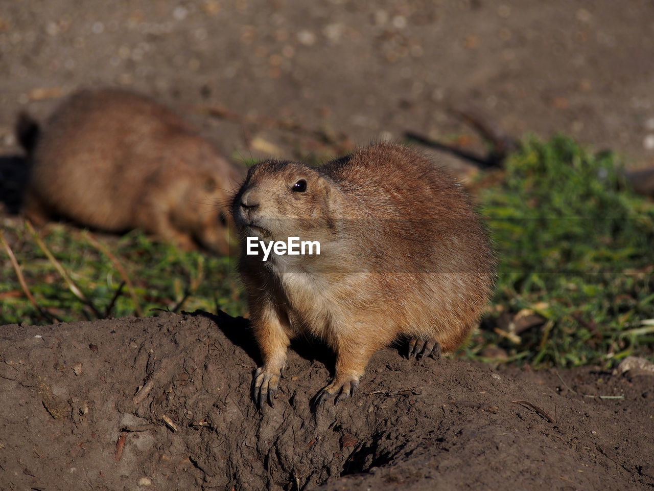 High angle view of rodent on land