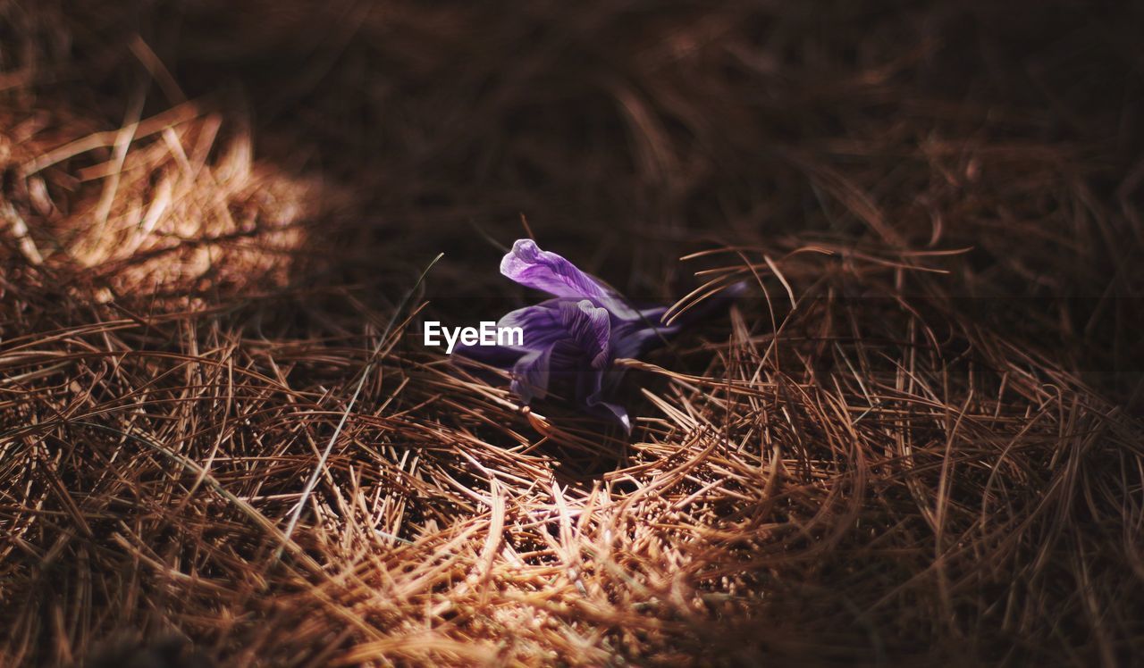 Close-up of purple flower