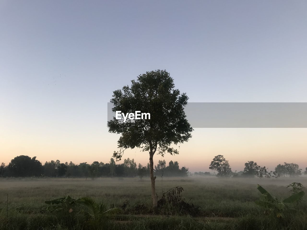 Tree on field against sky during sunrise