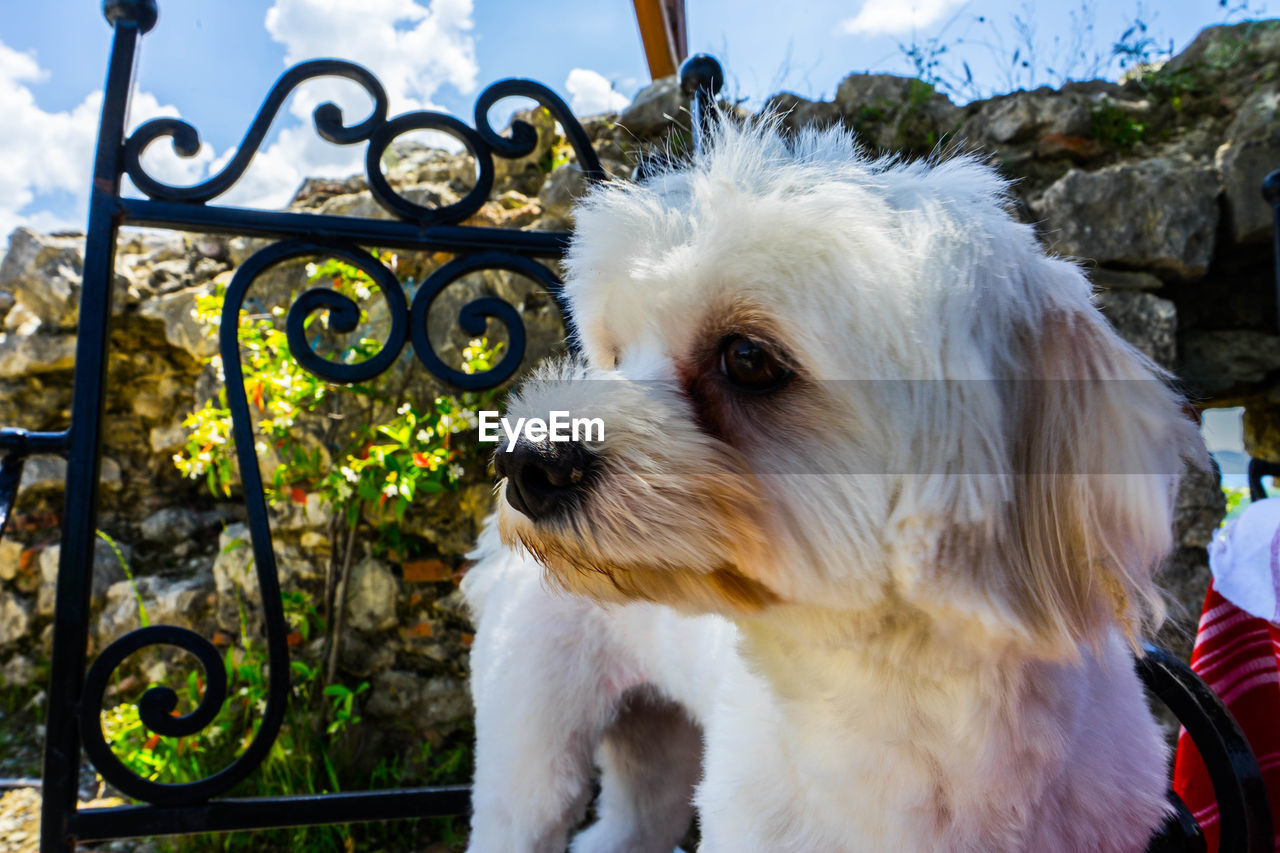 Close-up of a dog