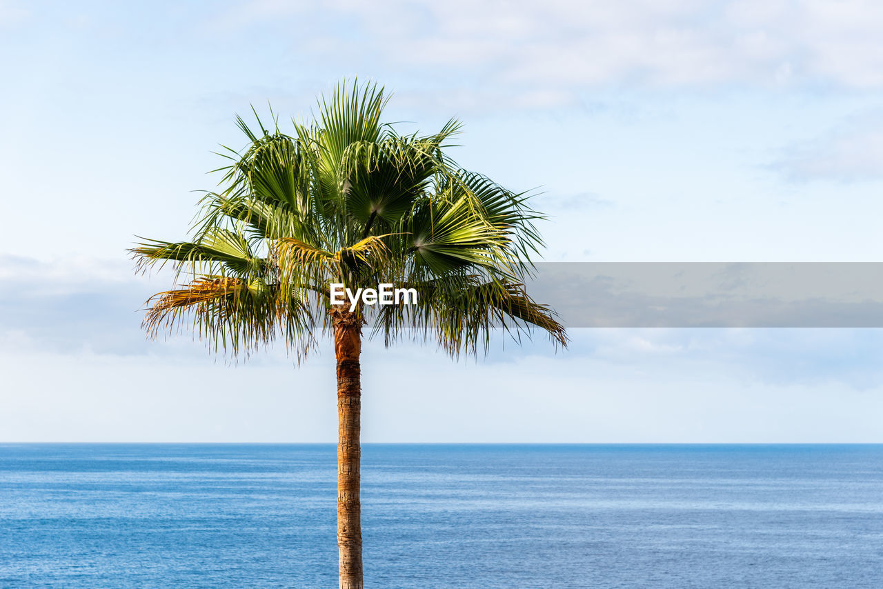 Palm tree by sea against sky