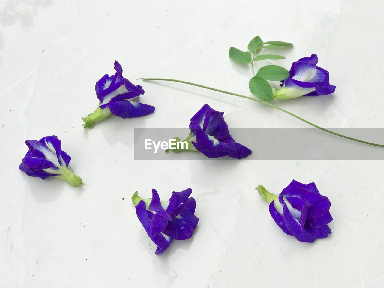 HIGH ANGLE VIEW OF PURPLE FLOWERS ON WHITE WALL