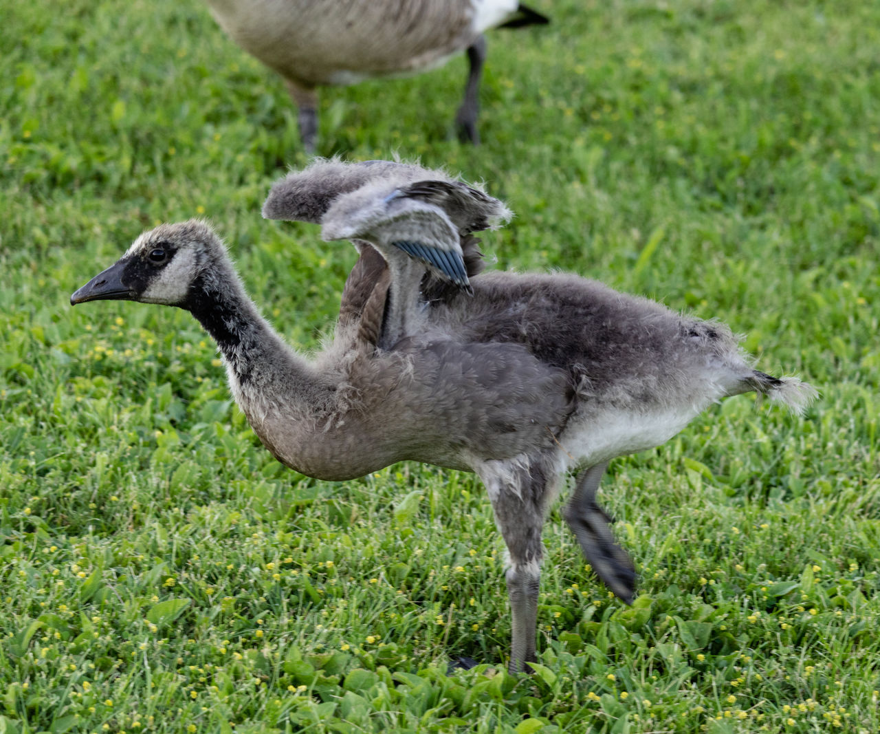 animal themes, animal, bird, wildlife, animal wildlife, grass, group of animals, plant, beak, goose, water bird, nature, green, no people, field, ducks, geese and swans, land, day, two animals, young animal, young bird, duck, outdoors, focus on foreground