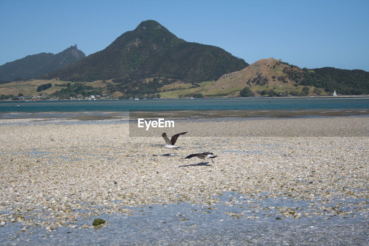 Birds flying over beach against clear sky