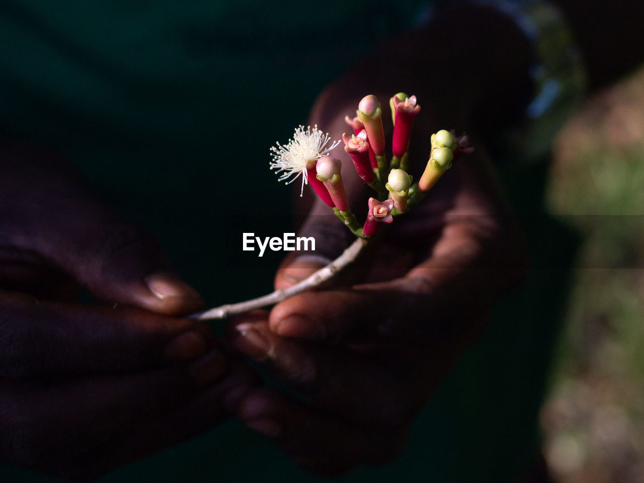 Farmer holding a fresh clove bud with the sun hitting it