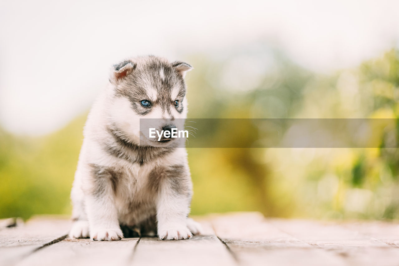 close-up of dog on floor