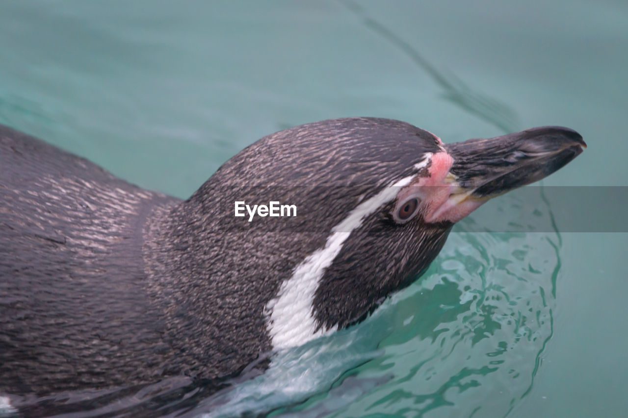 CLOSE-UP OF DUCK IN LAKE