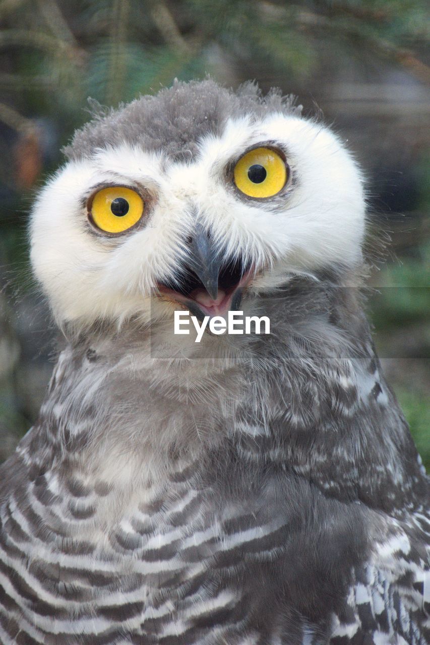 Close-up portrait of owl