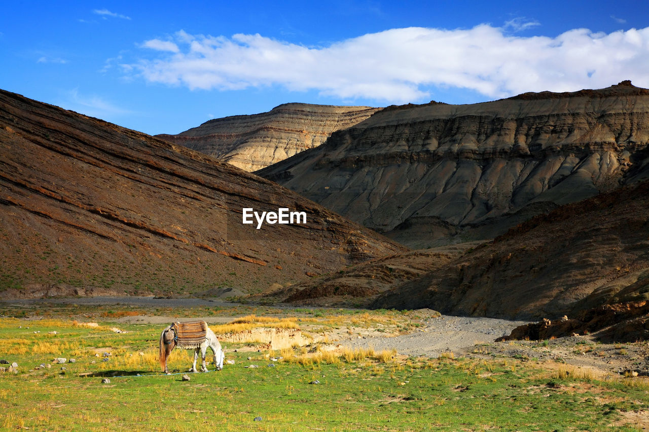 Horse grazing in field by mountains