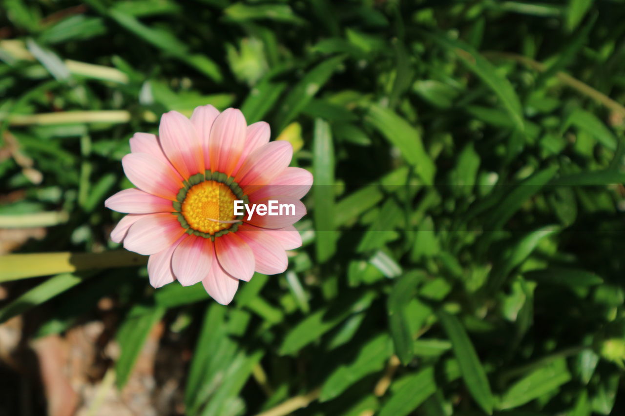 CLOSE-UP OF PINK FLOWER AGAINST BLURRED BACKGROUND
