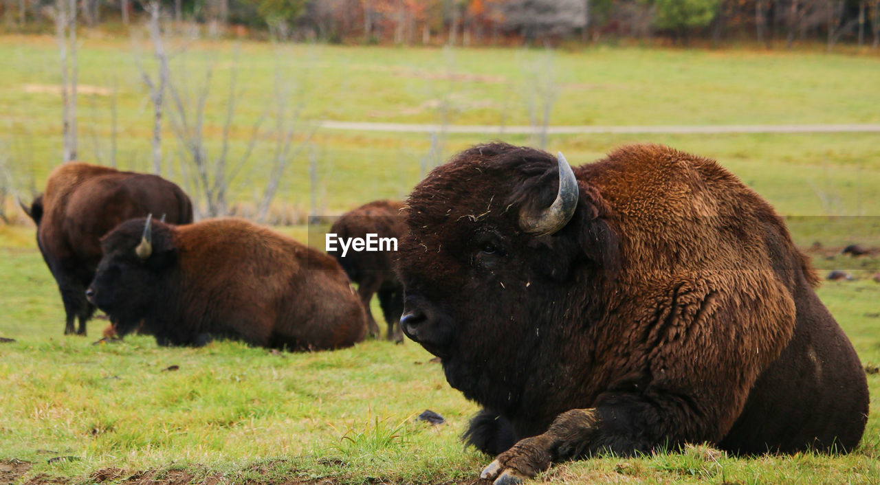 Sideview if bison sitting on  green grass plain background 