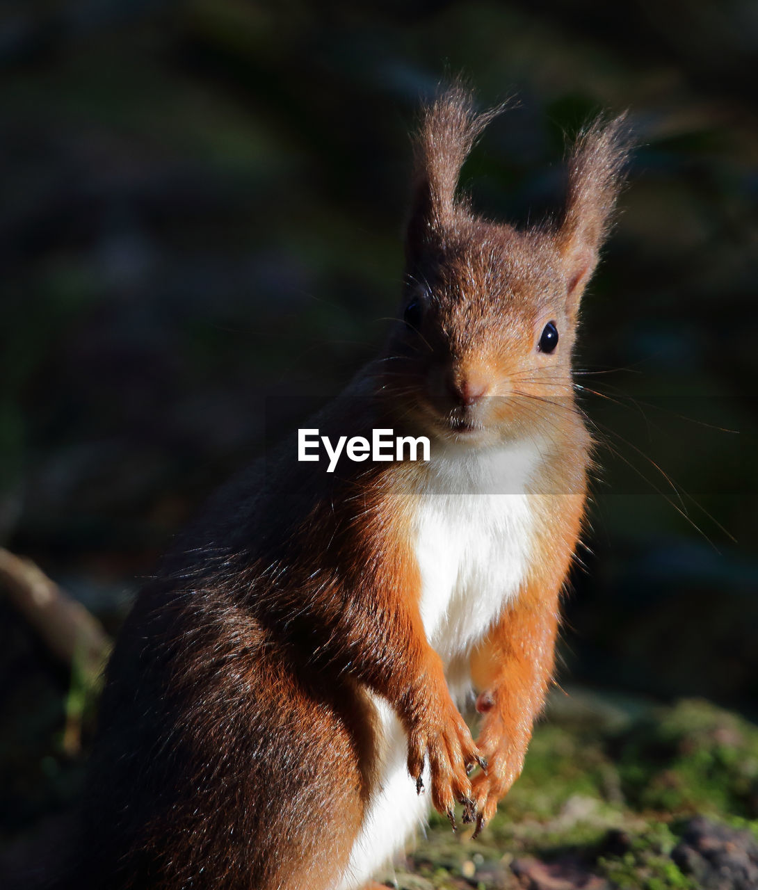 CLOSE-UP PORTRAIT OF SQUIRREL ON ROCK