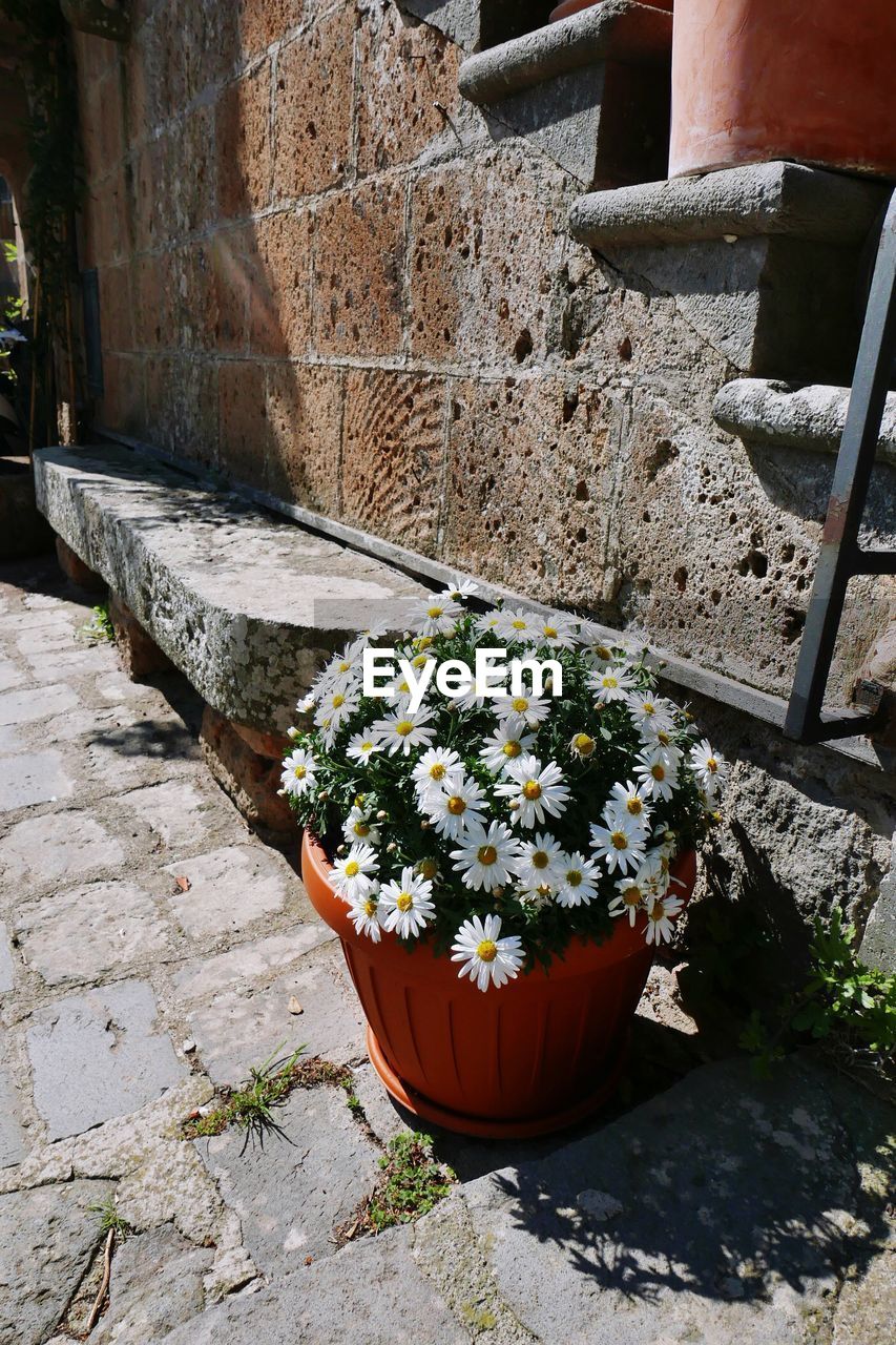 Close-up of potted plant