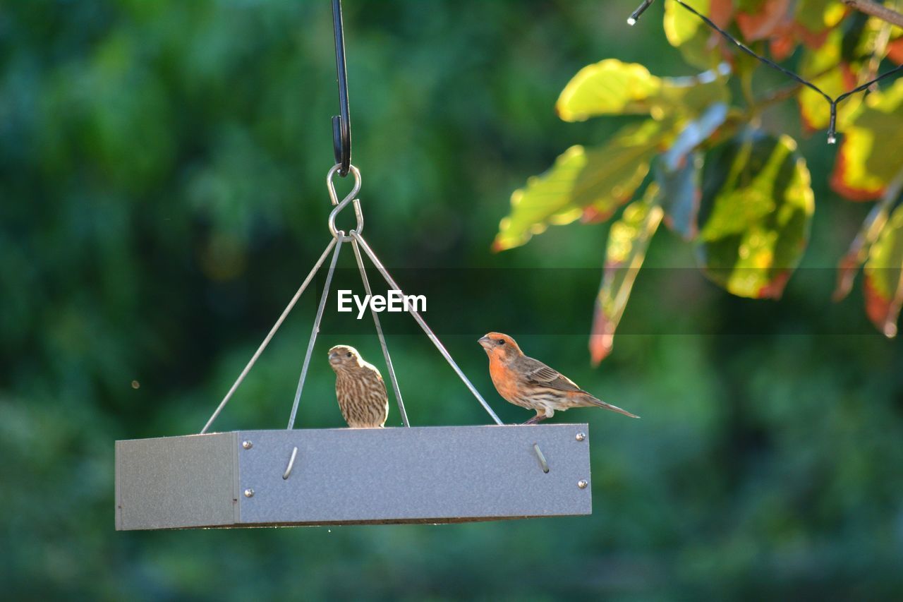 CLOSE-UP OF BIRD PERCHING ON BRANCH